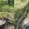 Майже 160 тис. грн збитків за незаконну порубку сосен розрахували на Рівненщині