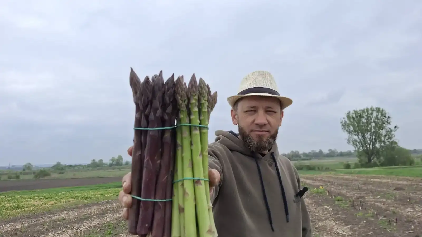 У селі Миротин Рівненського району фермер Андрій Шаповал вирощує спаржу - овоч який уже все частіше з'являється на столах рівненчан.
