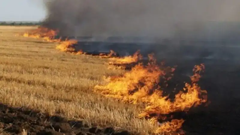 На Рівненщині під час жнив уже сталися перші пожежі на пшеничних полях
