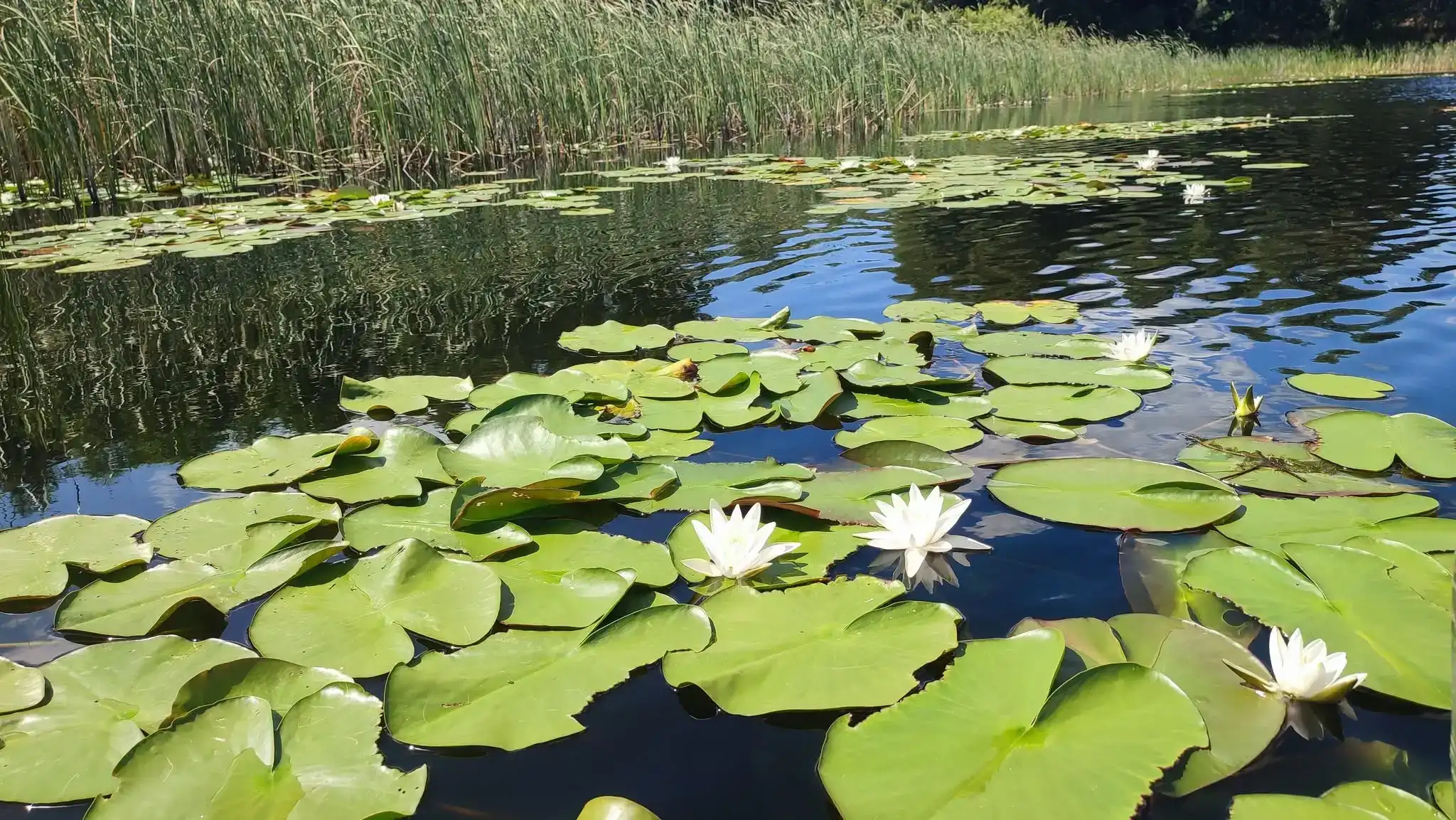 У Нобельському національному природному парку відібрали проби води для дослідження фітопланктону. За його видовим складом та чисельністю науковці оцінюватимуть стан водних екосистем.