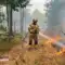 Палає 2 га: на Рівненщині понад пів сотні людей гасять масштабну лісову пожежу