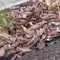Бордюрну стрічку та агроволокно викрали у Рівному (ВІДЕО)