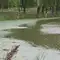 Біотехнологію очищення водойми «Яйце» тестують у Рівному (ВІДЕО)